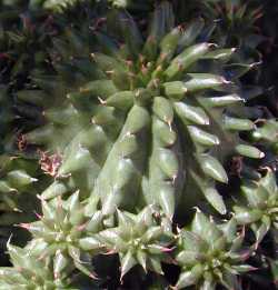 Suzanne's Spurge(Euphorbia susannae)