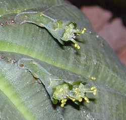 (Euphorbia symmetrica)