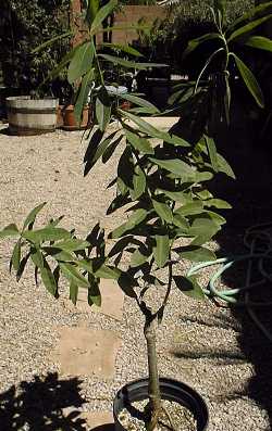 (Euphorbia tanquahuete)
