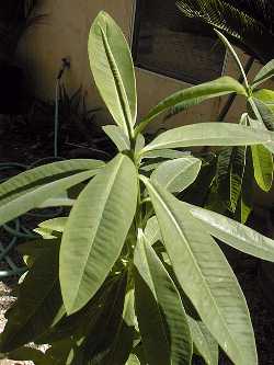 (Euphorbia tanquahuete)