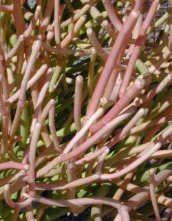 Pencil Bush, Pencil Tree(Euphorbia tirucalli)