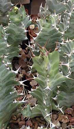 (Euphorbia tortirama)