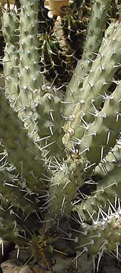 (Euphorbia triaculeata)