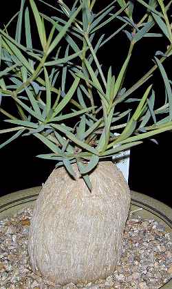 (Euphorbia trichadenia)