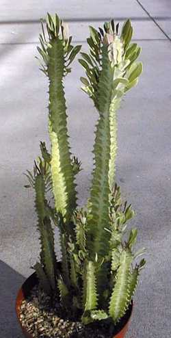 African Milk Tree(Euphorbia trigona)