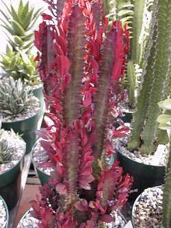 African Milk Tree(Euphorbia trigona)