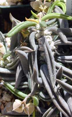 (Euphorbia cylindrifolia var. tuberifera )