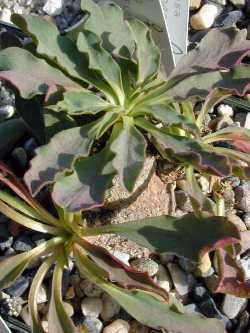 (Euphorbia tuberosa)