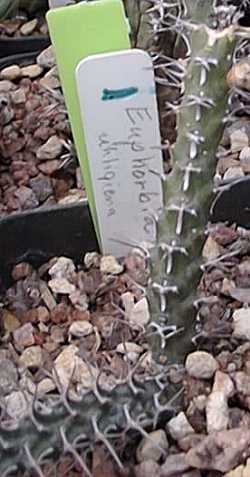 (Euphorbia uhligiana)