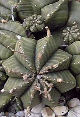 (Euphorbia valida)