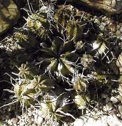 (Euphorbia valida)