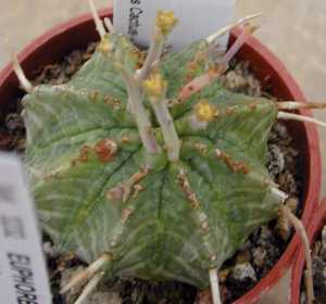 (Euphorbia valida)