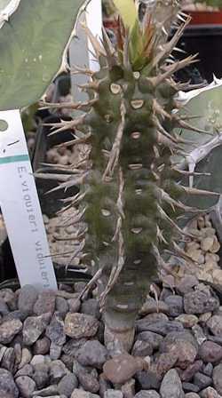 (Euphorbia viguieri)