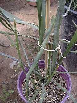 (Euphorbia xylophylloides)
