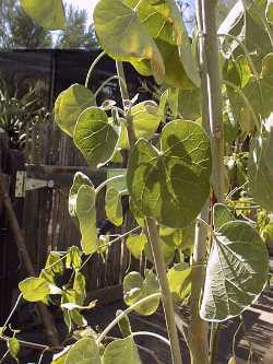 Ashy Limberbush, Lomboy Blanco(Jatropha cinerea)