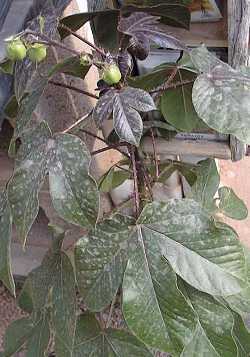Belly-ache bush, Frailecillo(Jatropha gossypifolia)