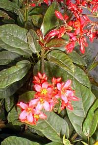 Spicy Jatropha(Jatropha integerrima)