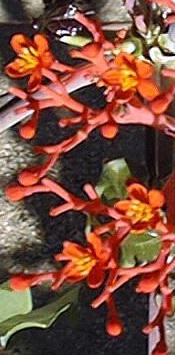 Gout Plant, Tartogo(Jatropha podagrica)