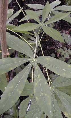 Cassava, Tapioca, Yuca(Manihot esculenta)
