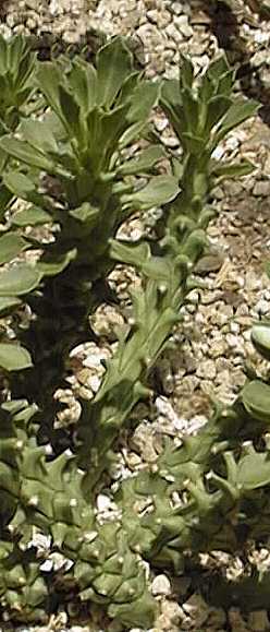 (Monadenium heteropodum)