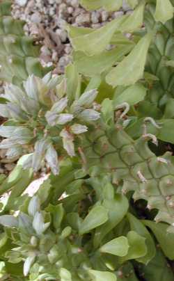 (Monadenium heteropodum)