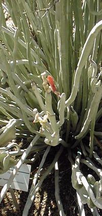 Slipper Plant, Gallito(Euphorbia lomelii)