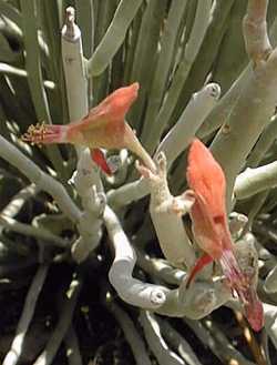 Slipper Plant, Gallito(Euphorbia lomelii)