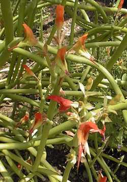 Slipper Plant, Gallito(Euphorbia lomelii)