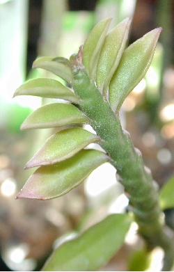 Devil's Backbone(Euphorbia tithymaloides)