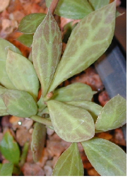 Devil's Backbone(Euphorbia tithymaloides)