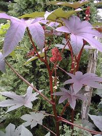 Castor Bean(Ricinus communis)