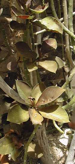 African milk bush(Synadenium compactum 'Ruby')