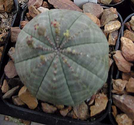 euphorbia obesa spherical taller