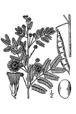 Whiteball Acacia, Fern Acacia, Timbre(Acacia angustissima)