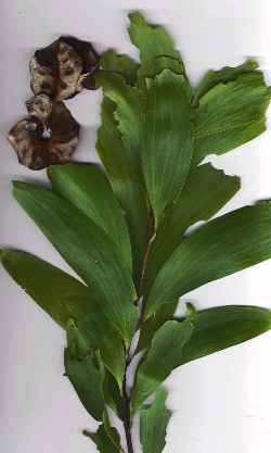 Earleaf Acacia, Northern Black Wattle(Acacia auriculiformis)