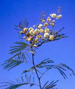 Guajillo, Plains Acacia(Senegalia berlandieri)