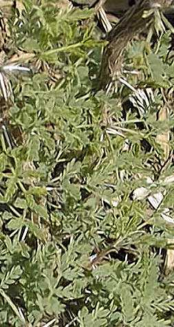 White Thorn, Mescat Acacia(Vachellia constricta)