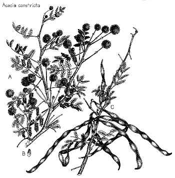 White Thorn, Mescat Acacia(Vachellia constricta)