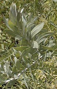 Blue Bush(Acacia covenyi)