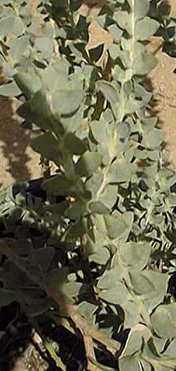 Knife Acacia, Knife Leaf Wattle(Acacia cultriformis)