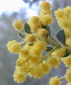 Knife Acacia, Knife Leaf Wattle(Acacia cultriformis)