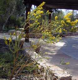 Knife Acacia, Knife Leaf Wattle(Acacia cultriformis)