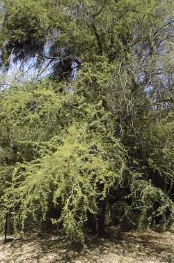 Sweet Acacia