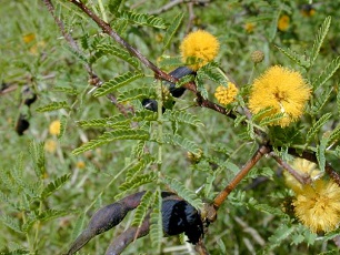 Sweet Acacia(Vachellia farnesiana)