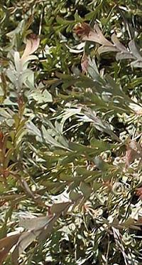 Clay Wattle, Queen Wattle(Acacia glaucoptera)