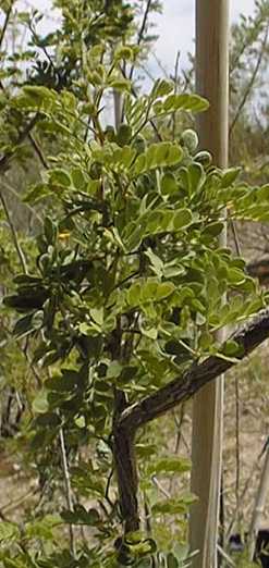 Cat Claw Acacia