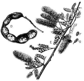 Cat Claw Acacia, Texas Mimosa(Senegalia greggii)