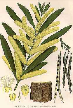 Sydney Golden Wattle(Acacia longifolia)