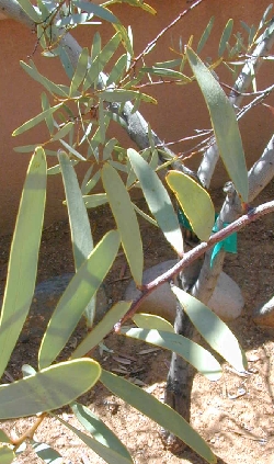 Notable Wattle(Acacia notabilis)