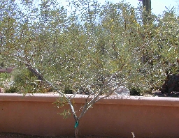 Notable Wattle(Acacia notabilis)